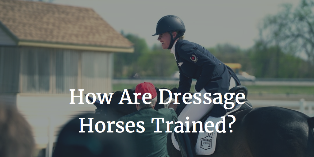 How Are Dressage Horses Trained?