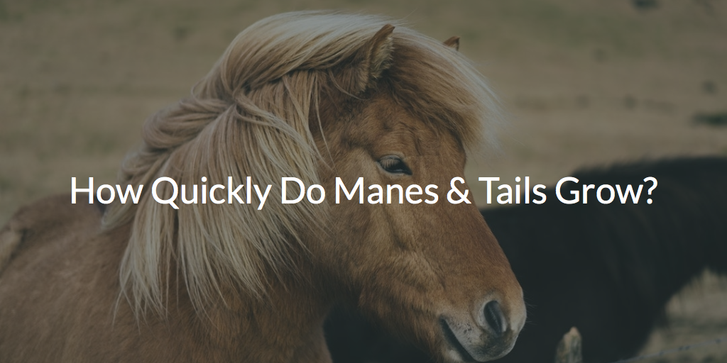Pro Tip: Mane and Tail Care