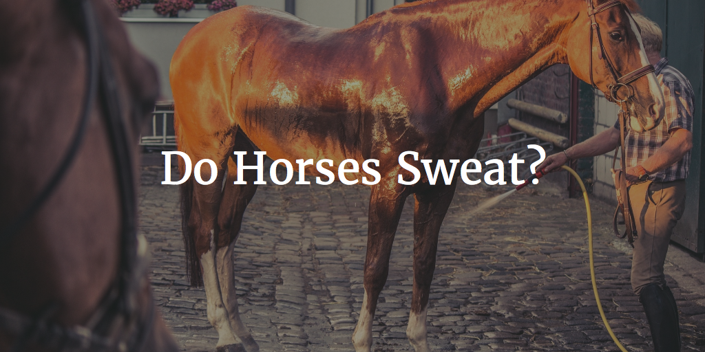Do Horses Sweat?