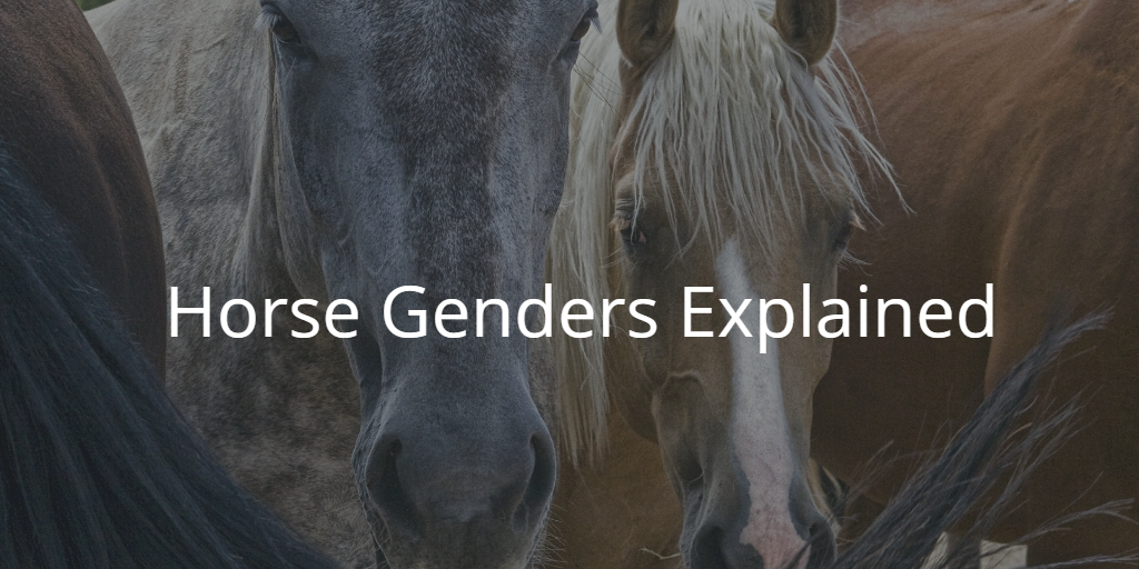 What is a Gelding? Mare? Stallion?