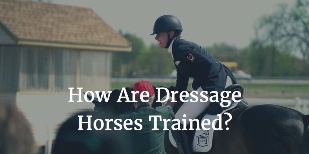 How Are Dressage Horses Trained how-are-dressage-horses-trained