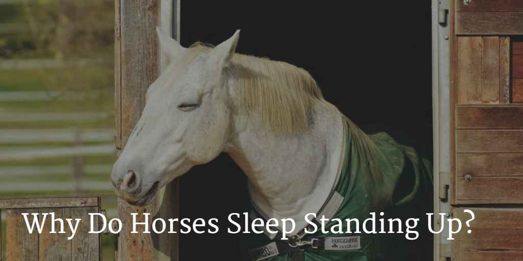 Why Do Horses Sleep Standing Up?