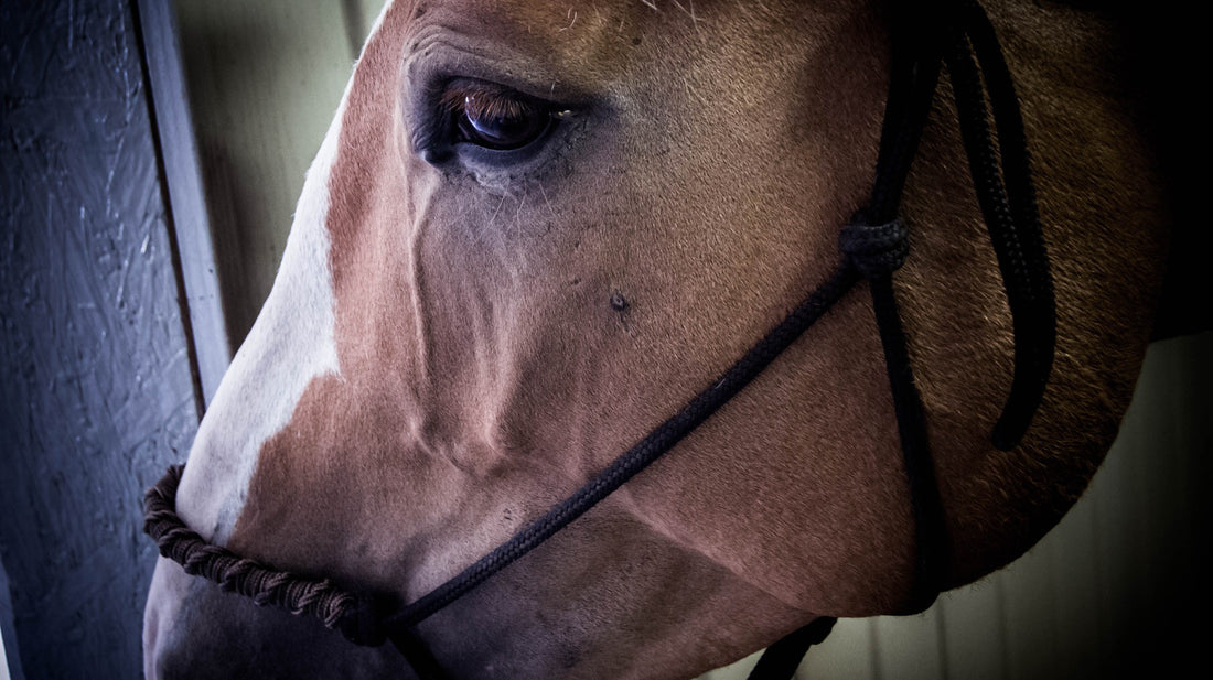 Why is My Horse Losing Weight?