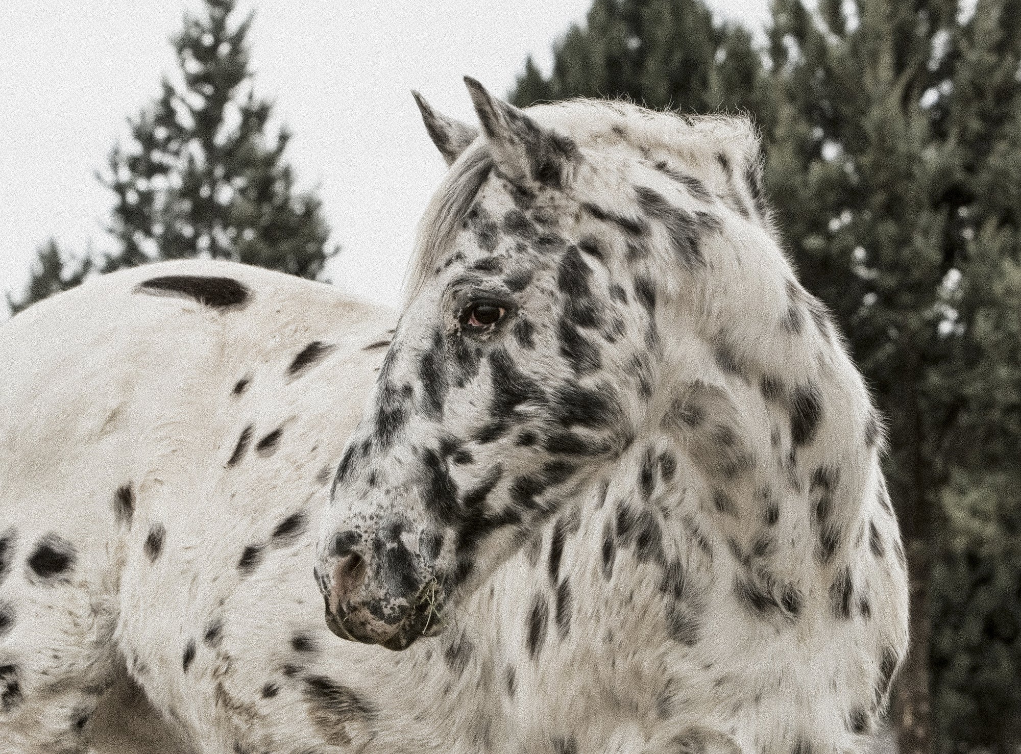 Horse Body Language 101