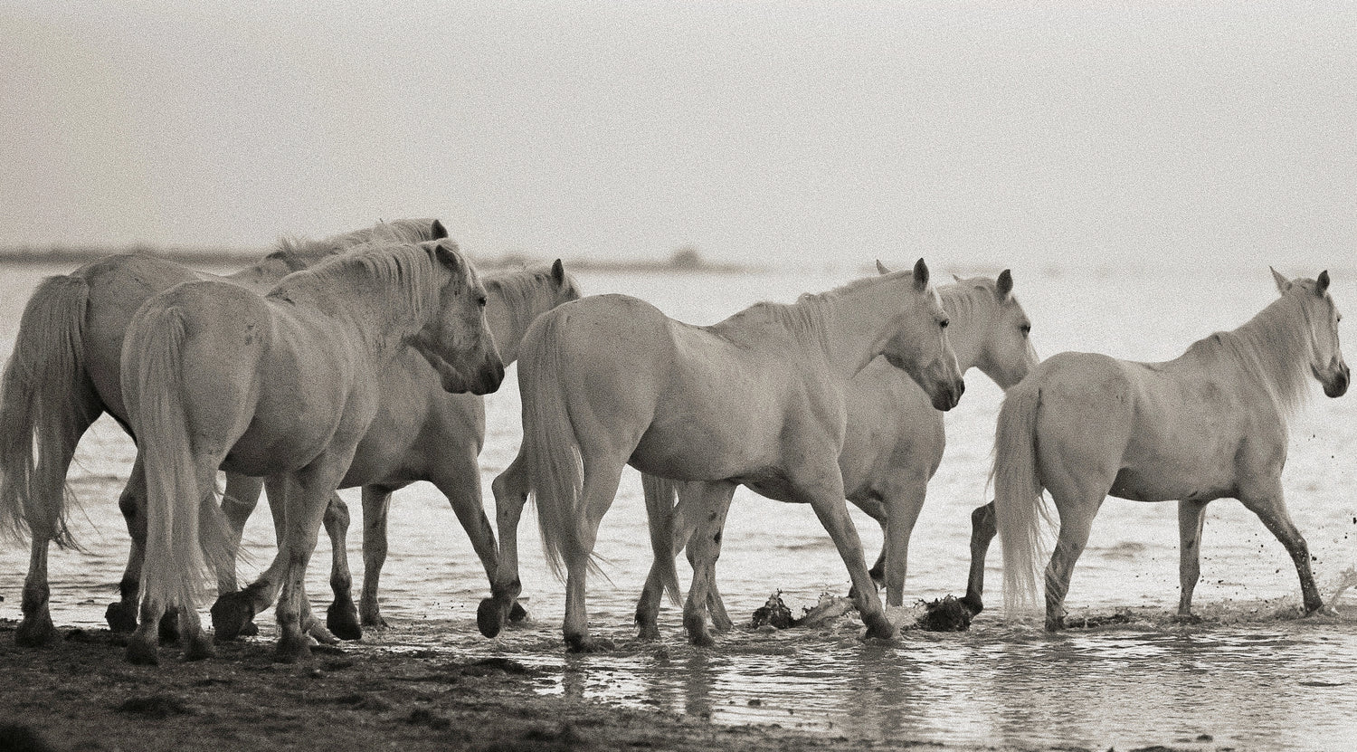How Intelligent Are Horses? The Answer Won't Surprise You