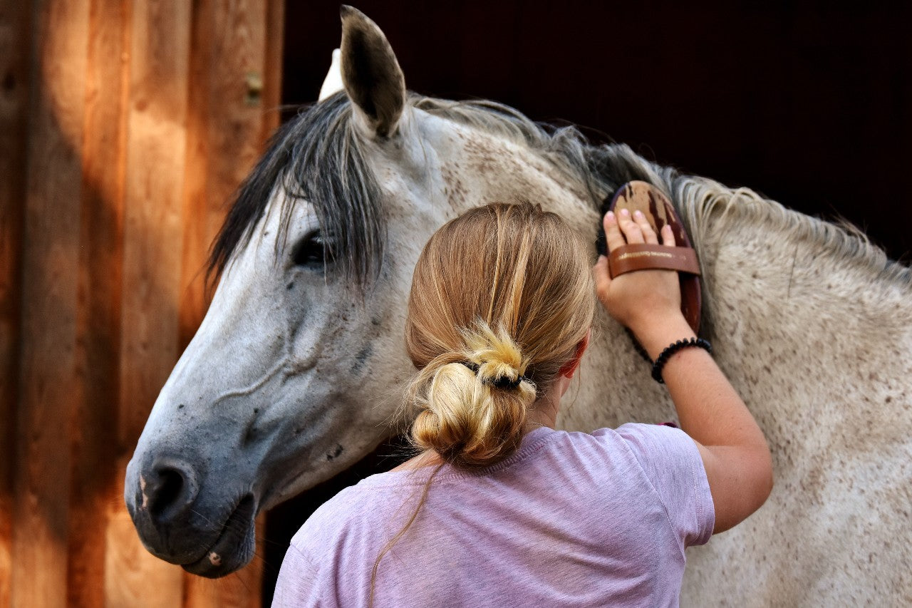 how much does a horse cost