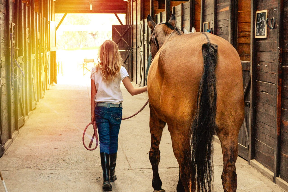 Horse Grooming Kit Checklist Everything You Need