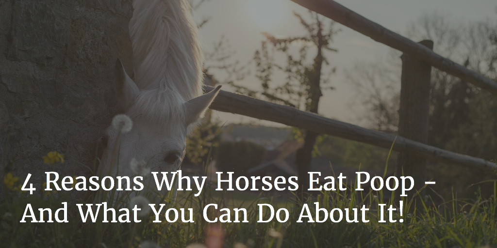 4 Reasons Why Horses Eat Poop - And What You Can Do About It!